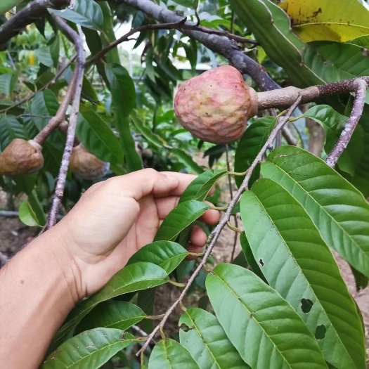 普宁市刺果番荔枝苗  牛心梨番荔枝苗，凤梨释迦枮木嫁接苗