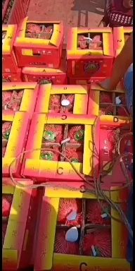 麒麟西瓜 美都西瓜，8424大棚麒麟瓜