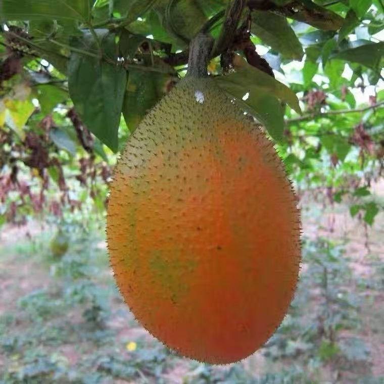 榴莲百香果苗黄金甜蜜蜜百香果树苗纯甜不酸盆栽地栽四季结果