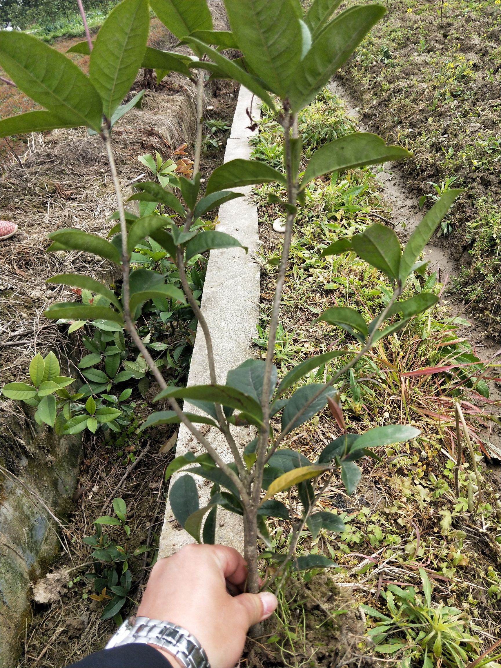 桂花树苗 四季桂小苗 分支多 杆子粗 叶面清秀