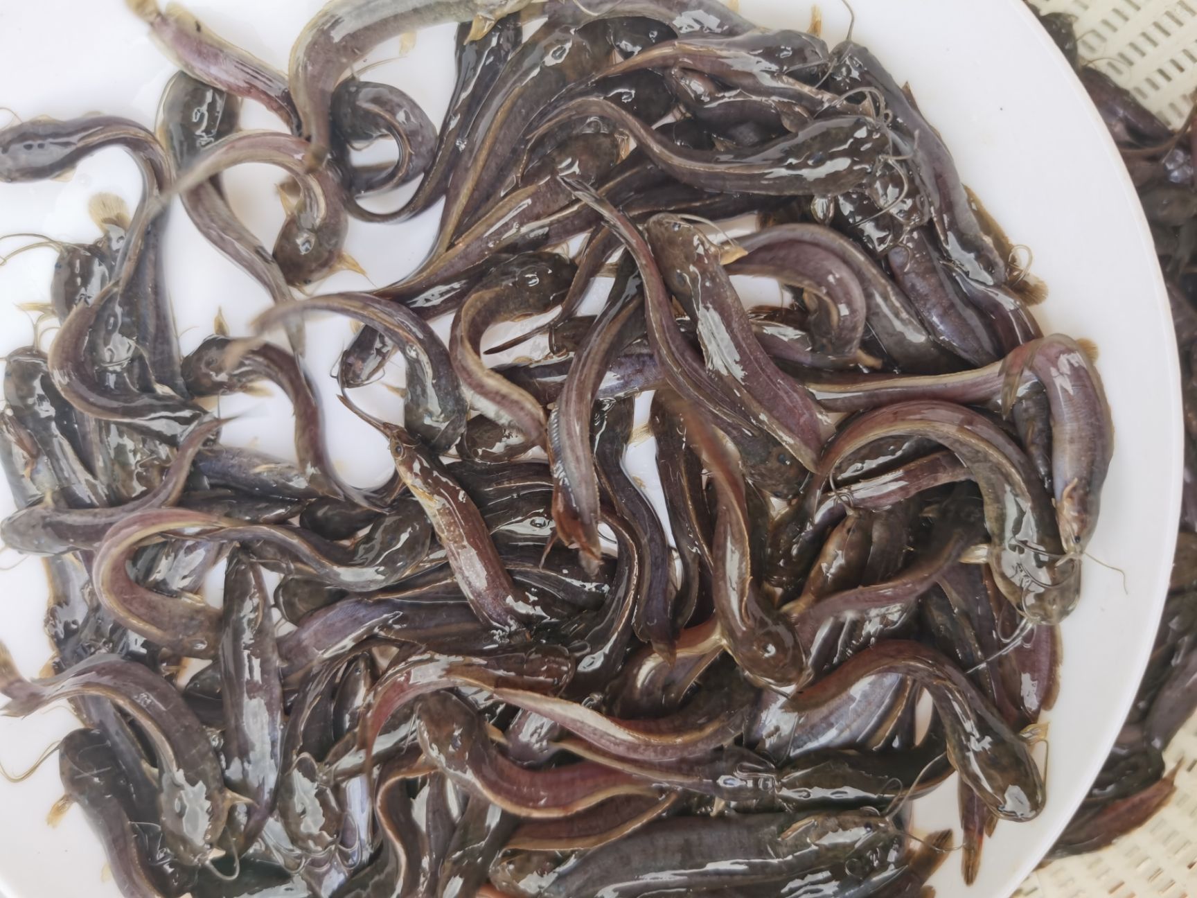 本地塘鲺  苗场直销 塘鲺鱼苗 本地三黄塘鲺鱼苗及各类优质水产鱼苗