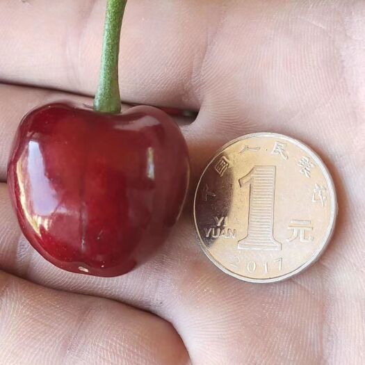 大连美早樱桃 大连本地梅枣大樱桃