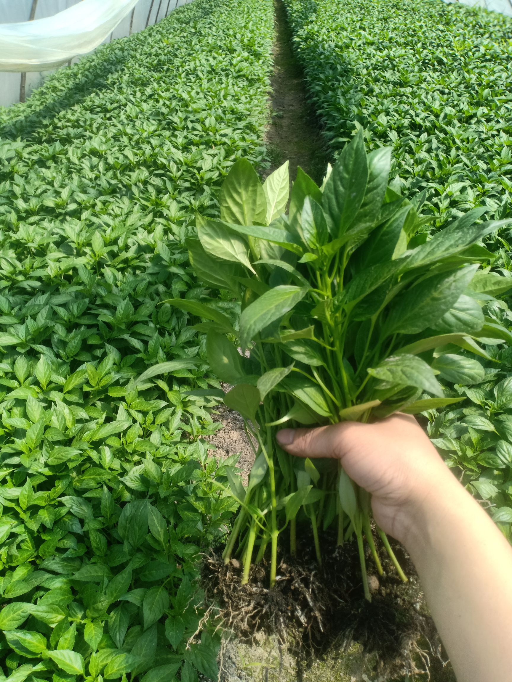 牛角椒苗 10～14片真叶