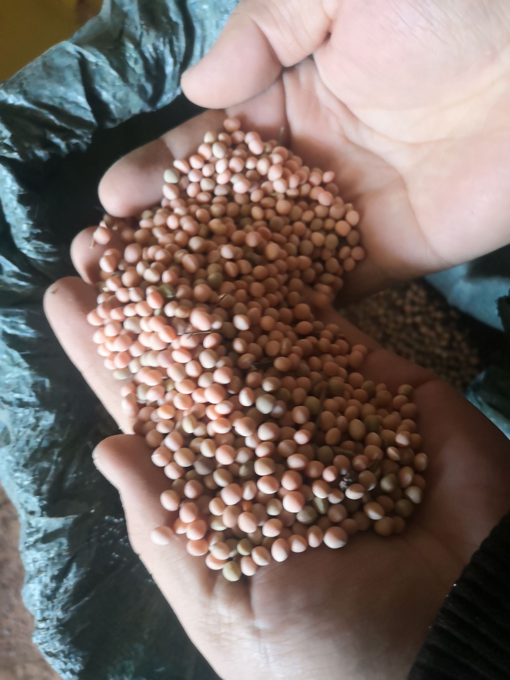 优质箭舌豆，精品中的精品！比赛鸽专用！！