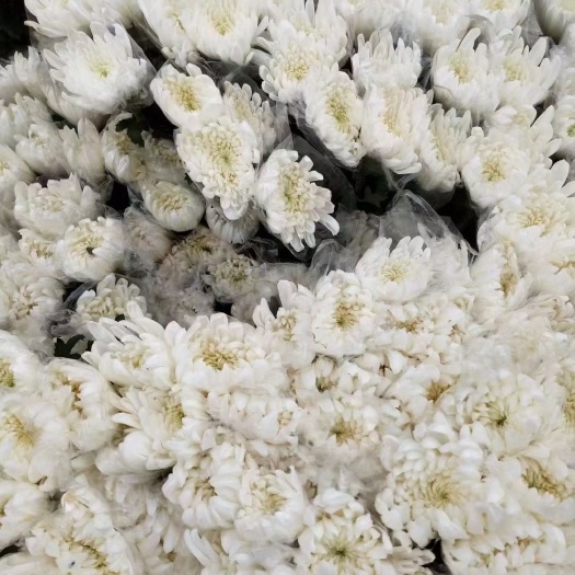广州 黄白菊种植+批发销售