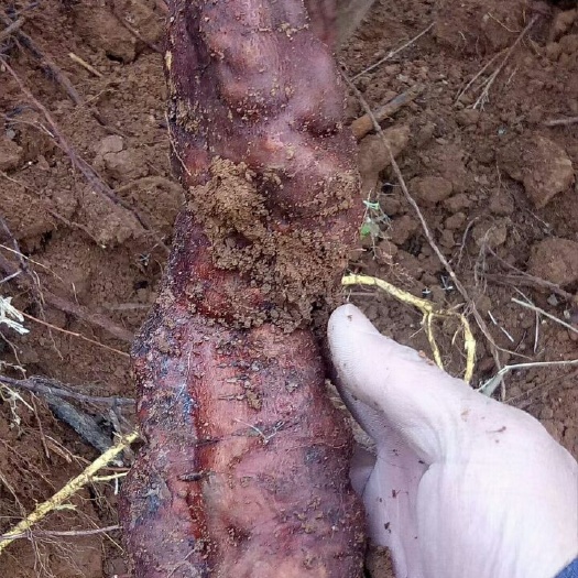 临汾深山天然何首乌片