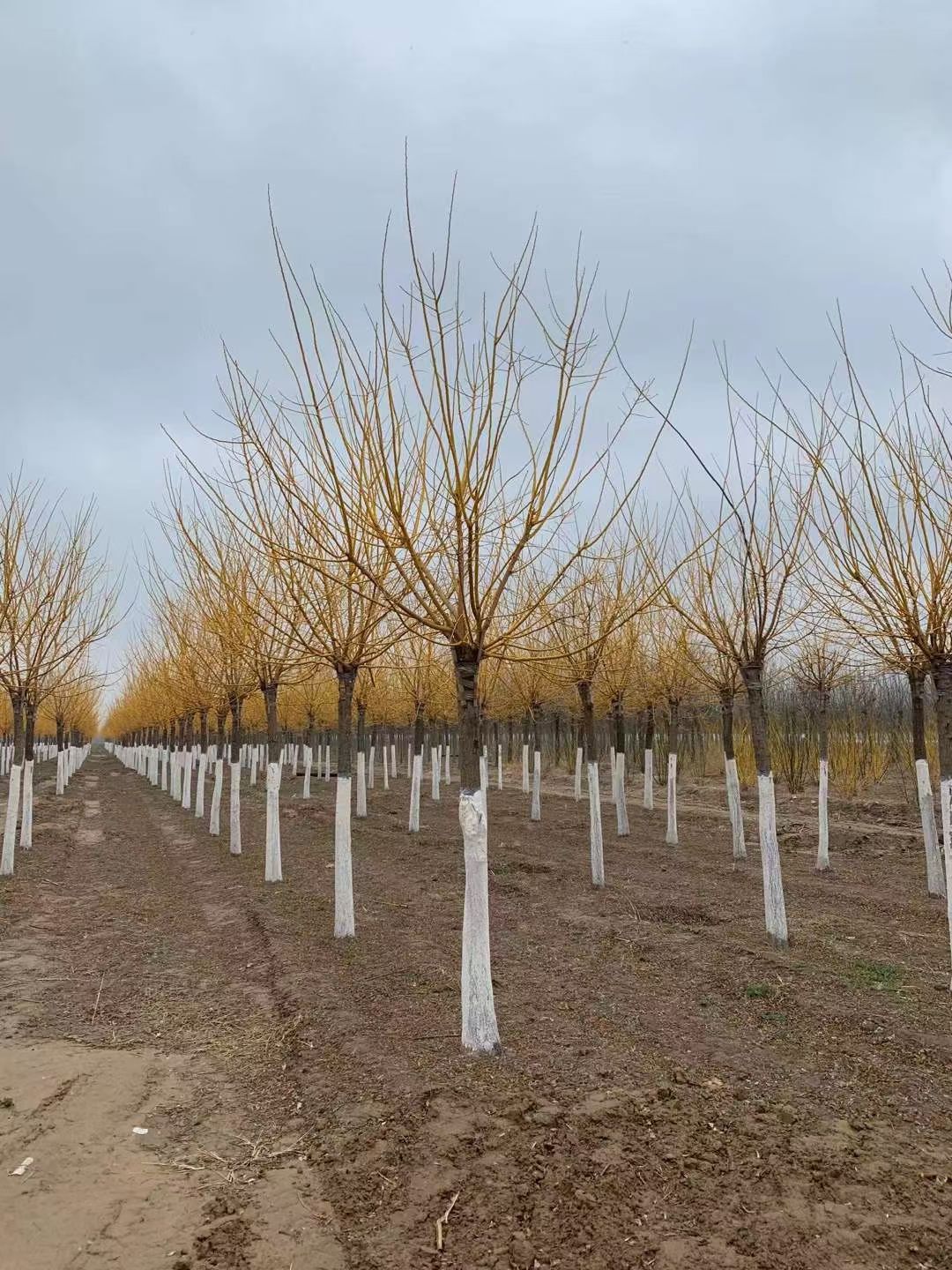 金叶榆  苗圃直营  各种规格   质量保证