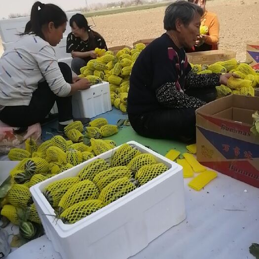 青县羊角蜜甜瓜 博洋九甜瓜口感好皮毛好果型正果肉鲜嫩