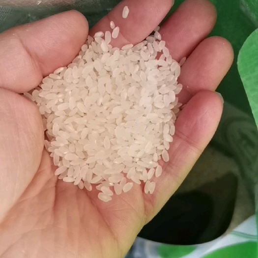 天津 东北长粒香黑龙江稻花香