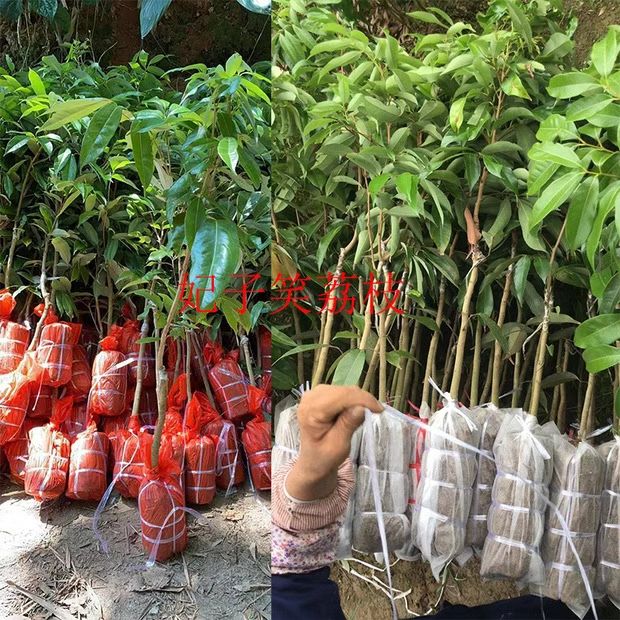妃子笑荔枝苗，正常嫁接苗，假一赔十