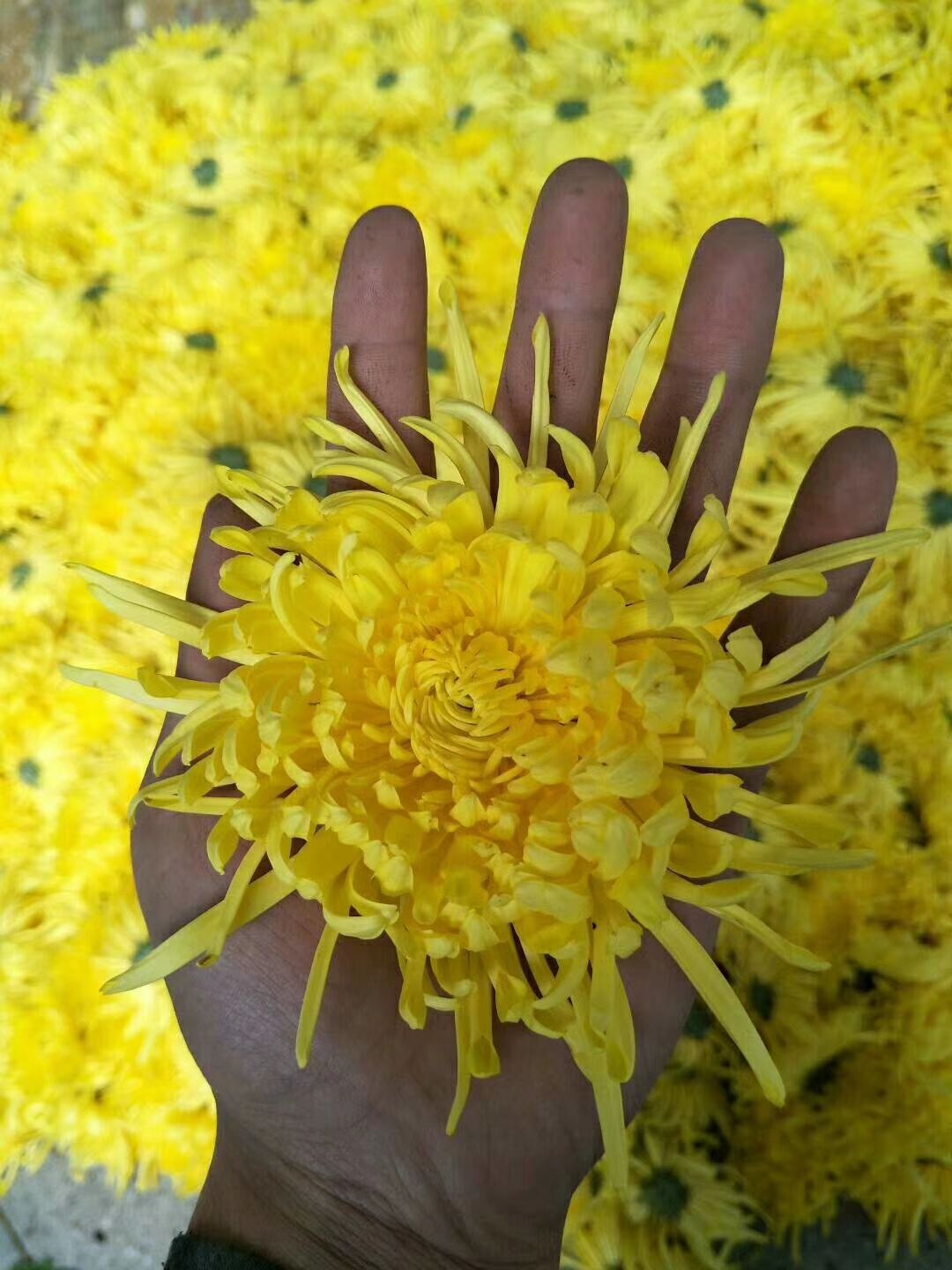 金丝皇菊苗  菊花苗，技术指导，后期上门回收干鲜货