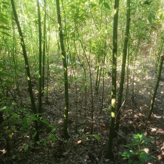 太和县小叶樟 香樟苗