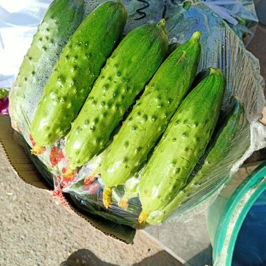 绥中县 精品旱黄瓜