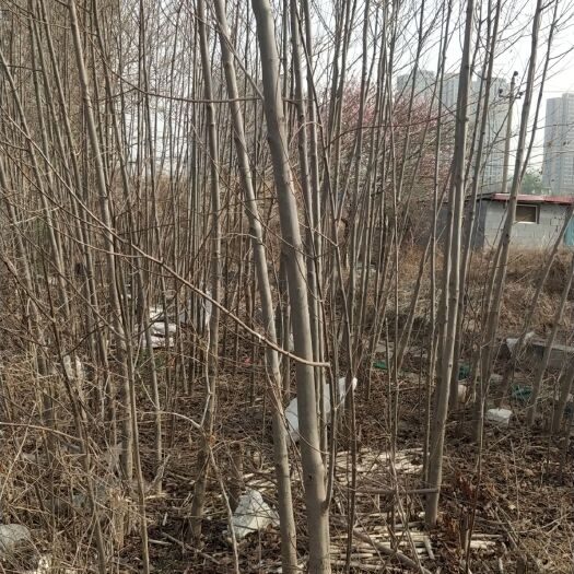 石家庄 石家庄南二环，有黑枣树苗