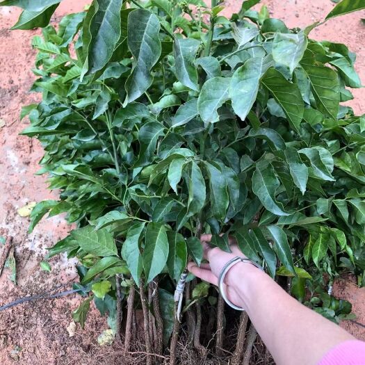 灵山县黑黄皮果苗  黑黄皮苗，正宗嫁接苗，假一赔十