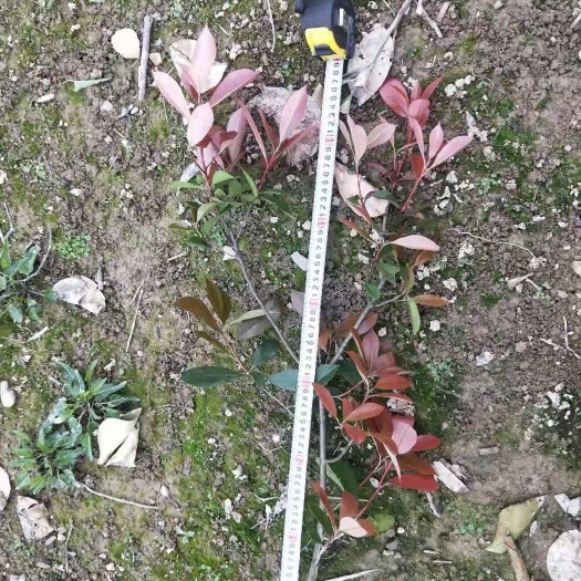 洪江市红叶石楠小苗 杆子粗 高度25-100