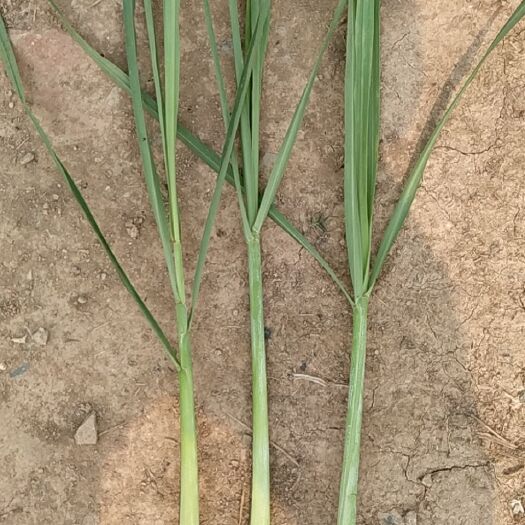 长沙香叶 香毛，漂亮的货，刚刚在地里拍的