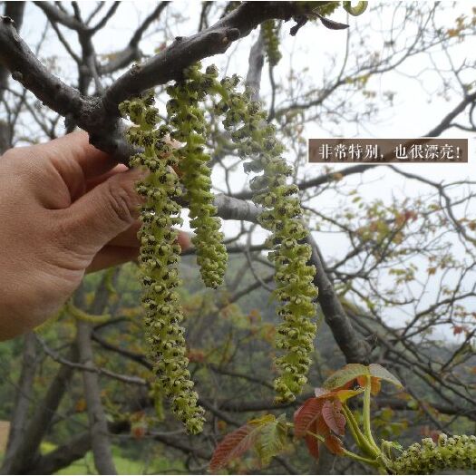 昭通核桃花