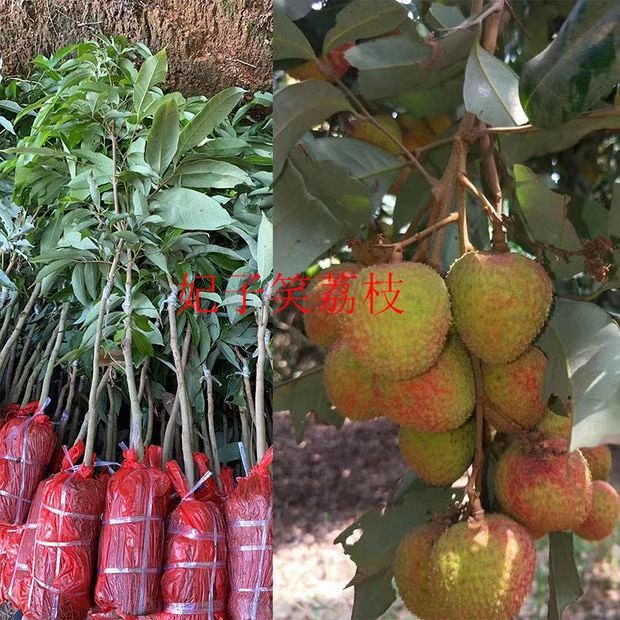 妃子笑荔枝苗，正常嫁接苗，假一赔十