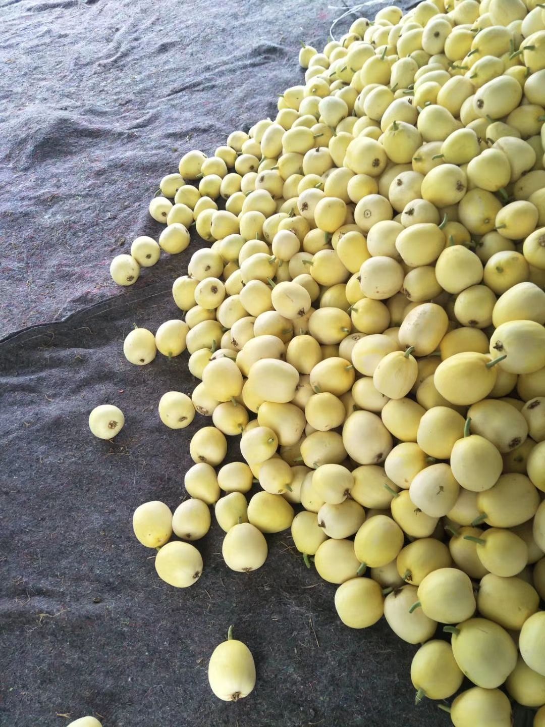 星甜甜瓜  星甜二十