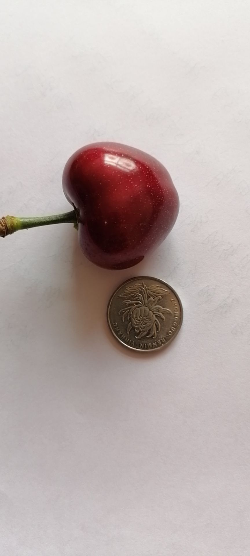 大连美早樱桃，批发价加快递费