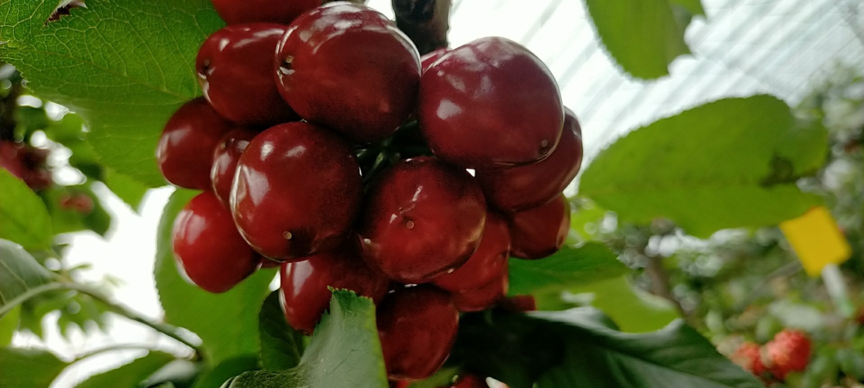 美早樱桃  美早大樱桃(30-32mm)，基地直发，顺丰特快