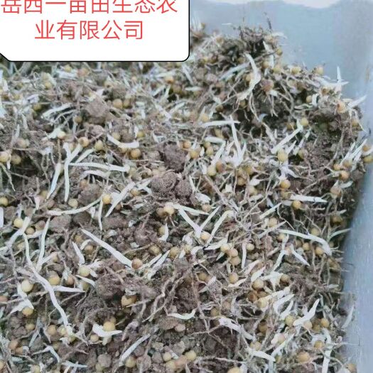 岳西县黄精种子  不倒苗高产鸡头黄精甜黄精药食同源