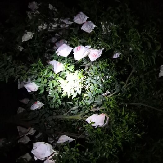 眉山橙子 眉山市东坡区富牛镇自家春见（耙耙柑）2-3万斤需要卖