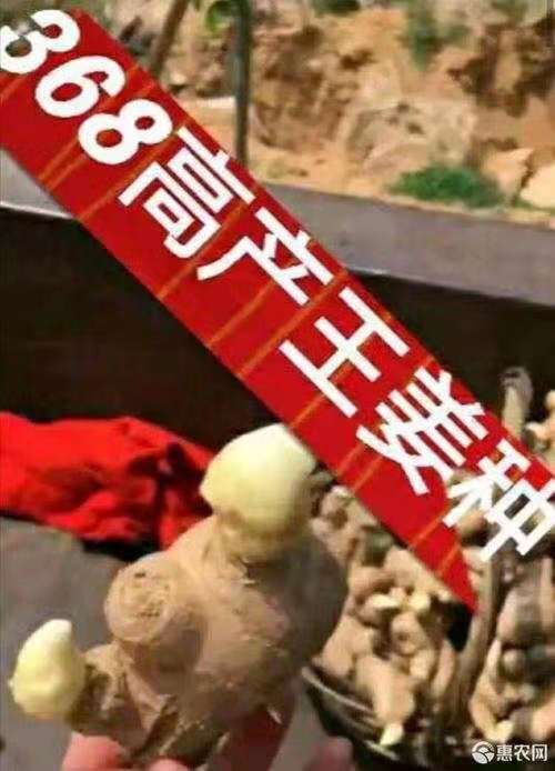  368高产王姜种   农科院培育【放心购买  全国发货】