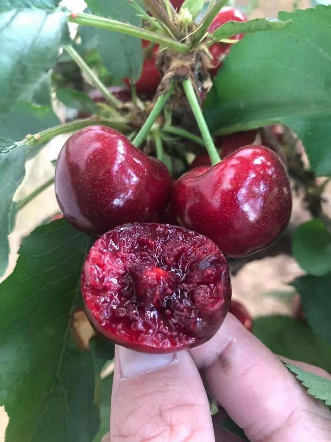 美早樱桃  美早大樱桃(30-32mm)，基地直发，顺丰特快