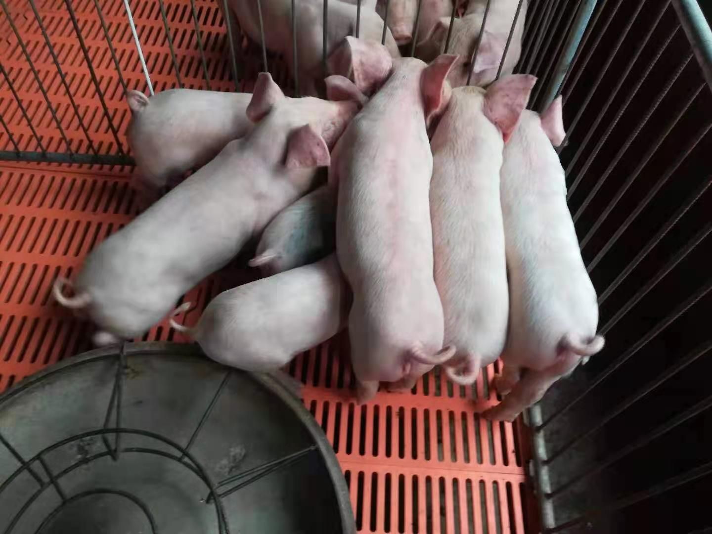 潍坊三元仔猪  《三元猪苗》山东猪苗直供，正规猪场。防疫规范，无病猪。