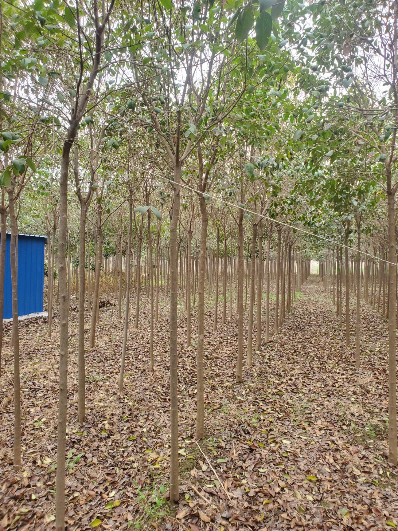 大叶女贞2-15公分量大需要的联系