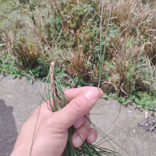 奉节松针 