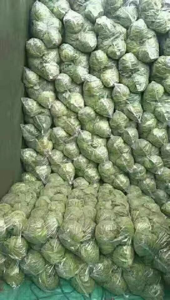 绿包菜  甘蓝
