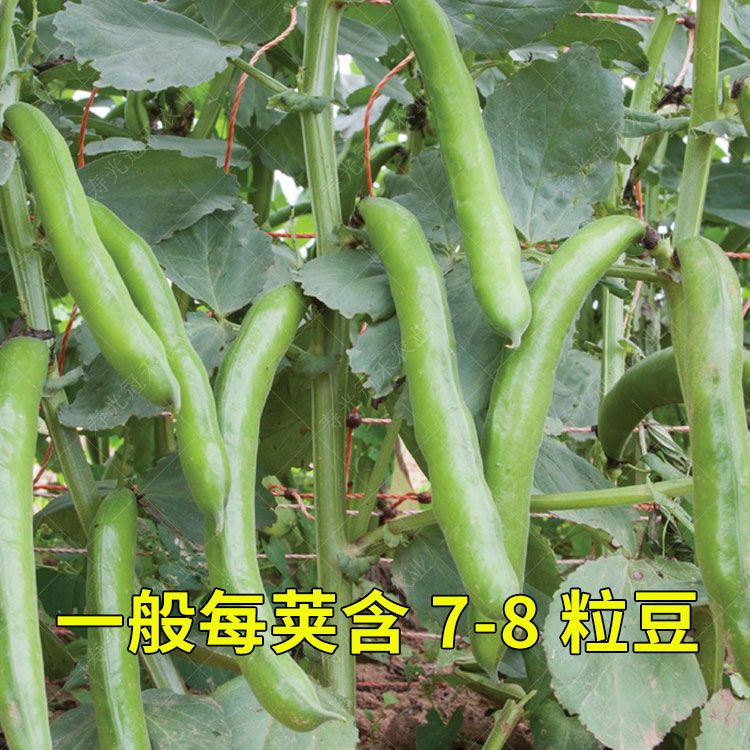 高产七星蚕豆，亩产千斤以上高产
