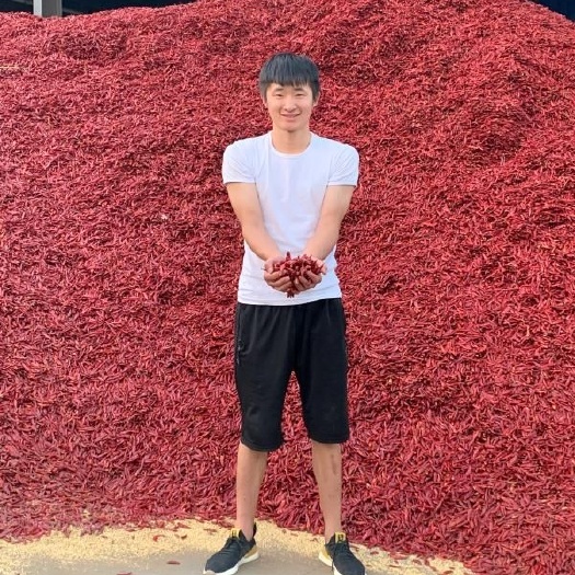 柘城县天鹰椒干辣椒  朝天椒三樱椒8号天鹰辣椒微辣新一代子单头二荆