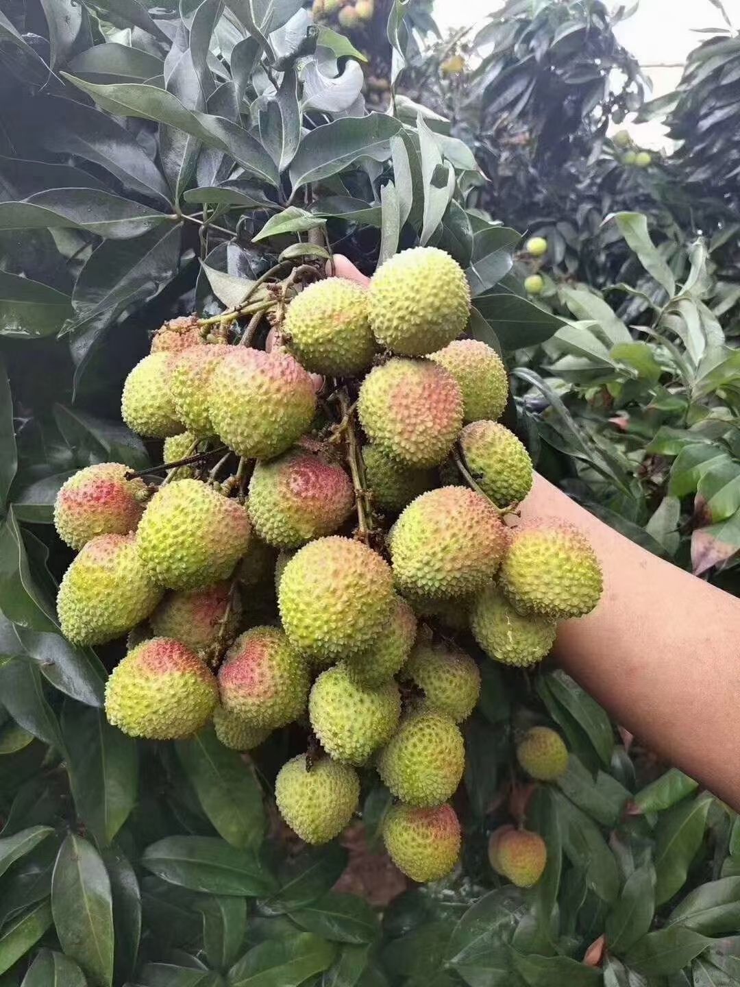 妃子笑荔枝苗，正常嫁接苗，假一赔十
