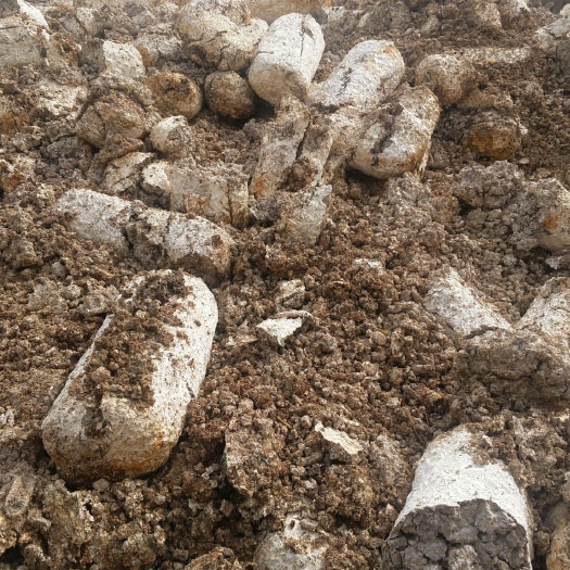 辉县市蘑菇废料  平菇废菌渣，人工脱袋的平菇废菌渣，干净无杂质
