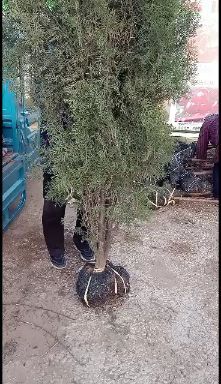 泰安侧柏苗 