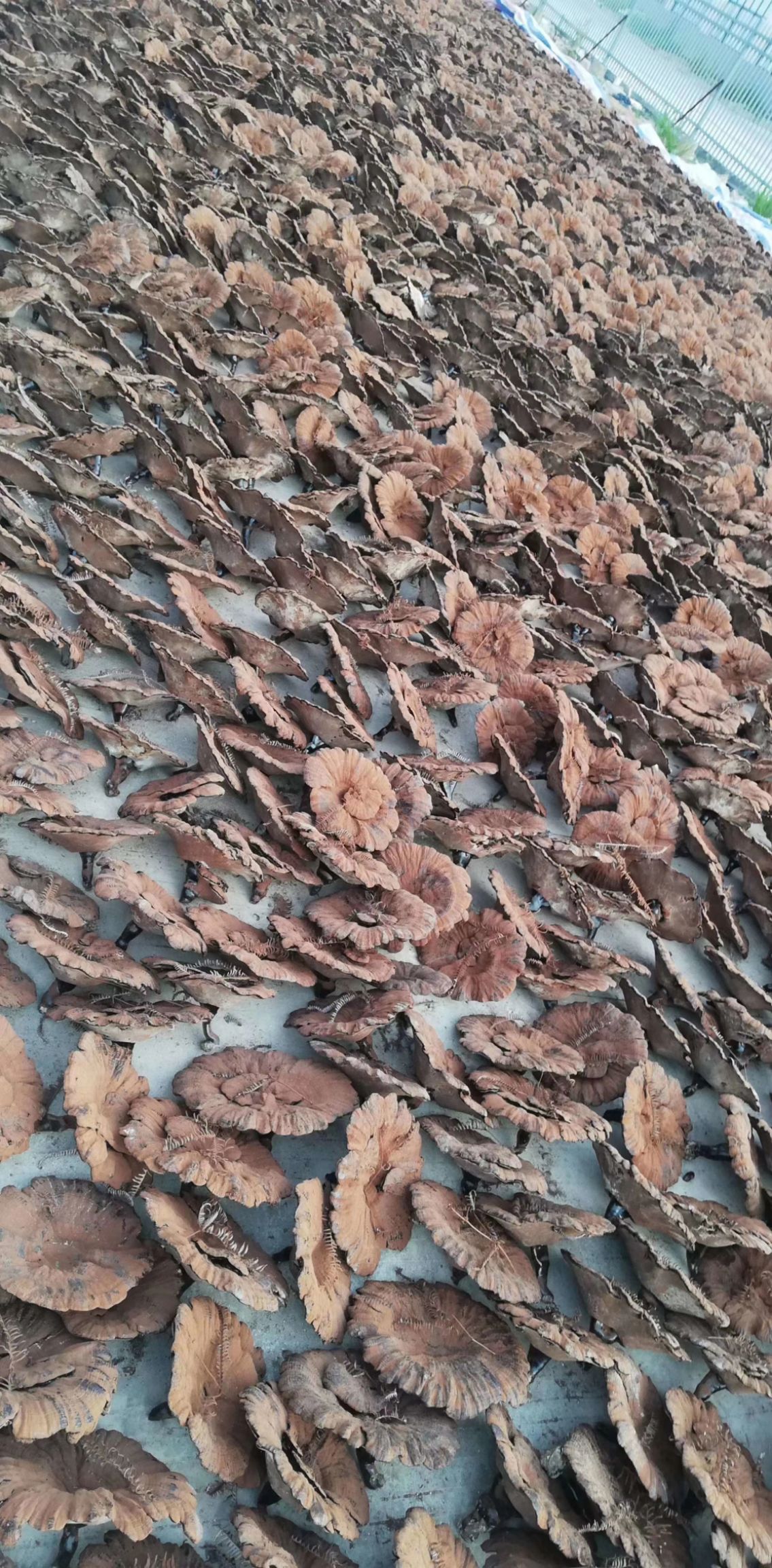带粉赤灵芝