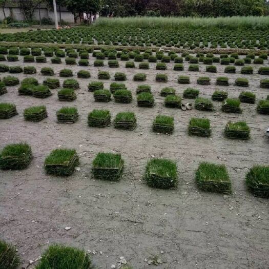 沭阳县 草坪