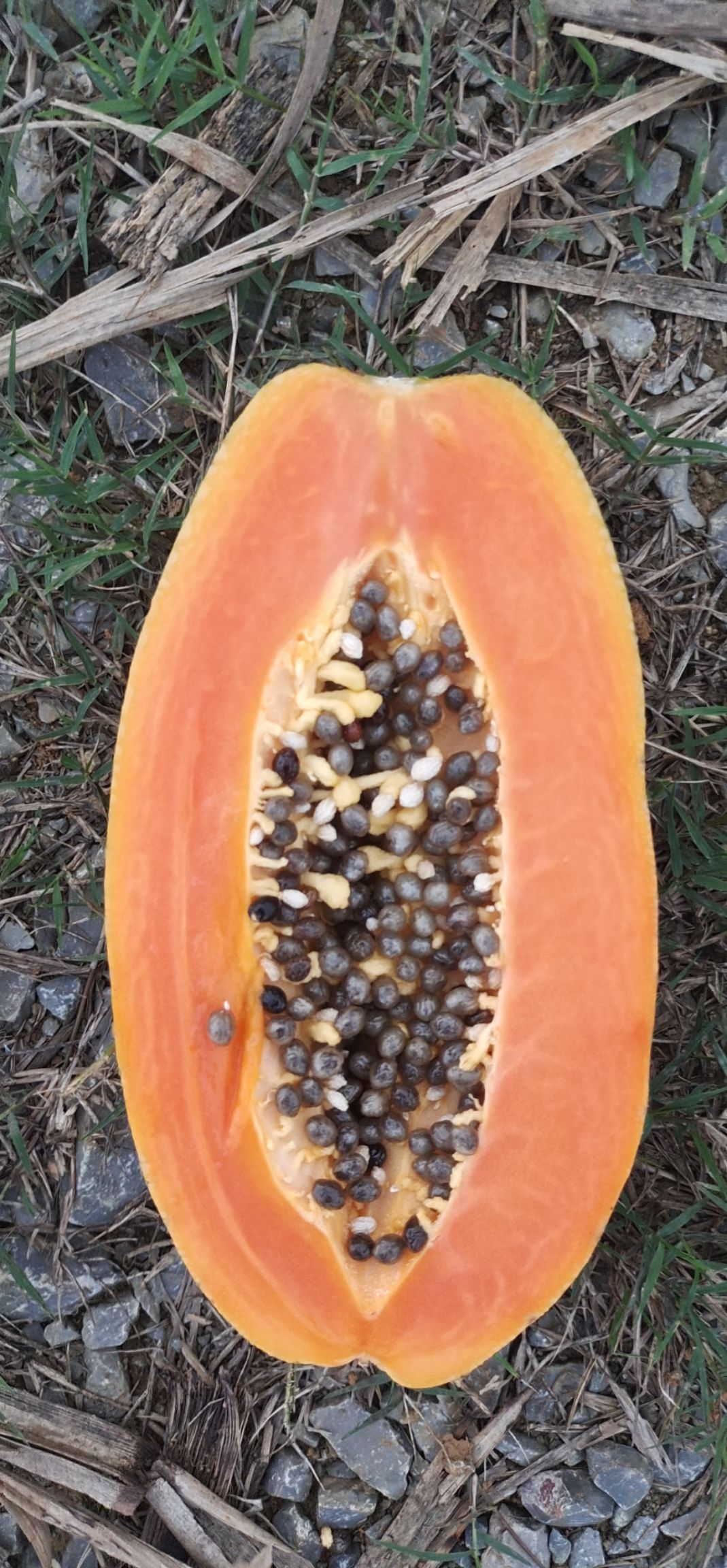 光皮木瓜 广西壮族自治区崇左市龙州县 一级果 