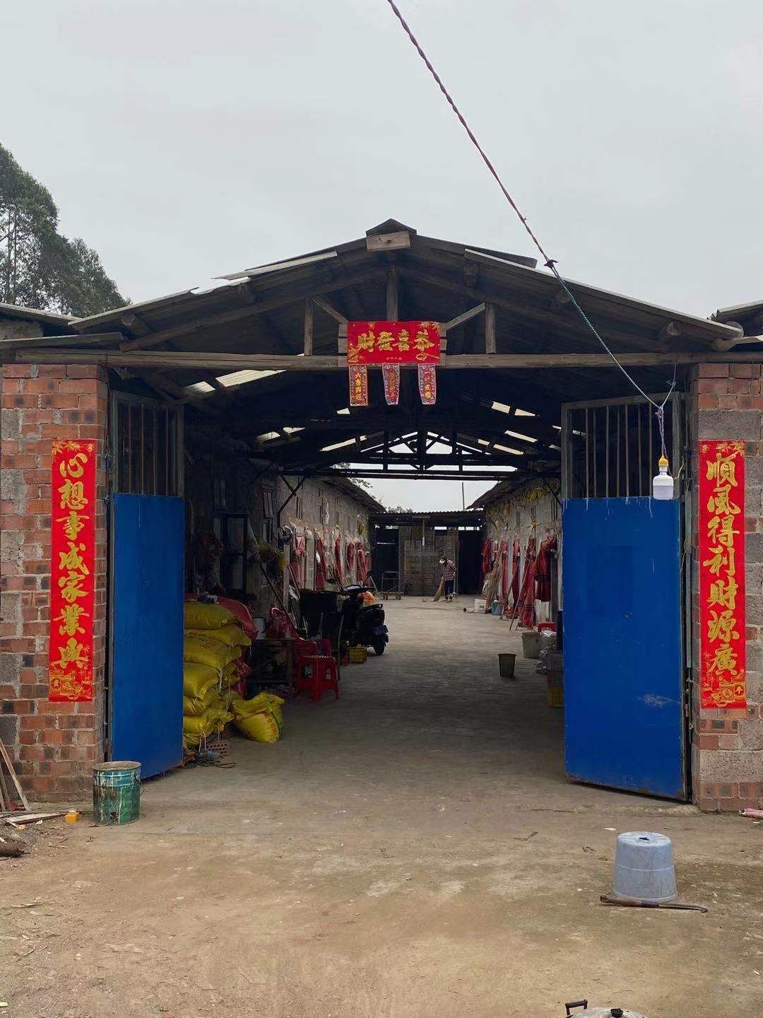 脱温合浦狮头鹅苗