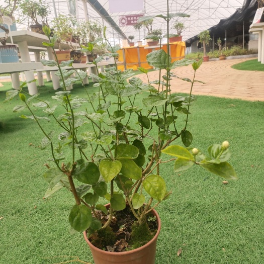 横州市重瓣茉莉 横县茉莉花盆栽室内室外盆景