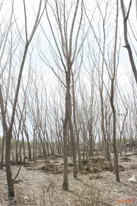 黄槿 黄柏树出售。园林绿化的优质树种