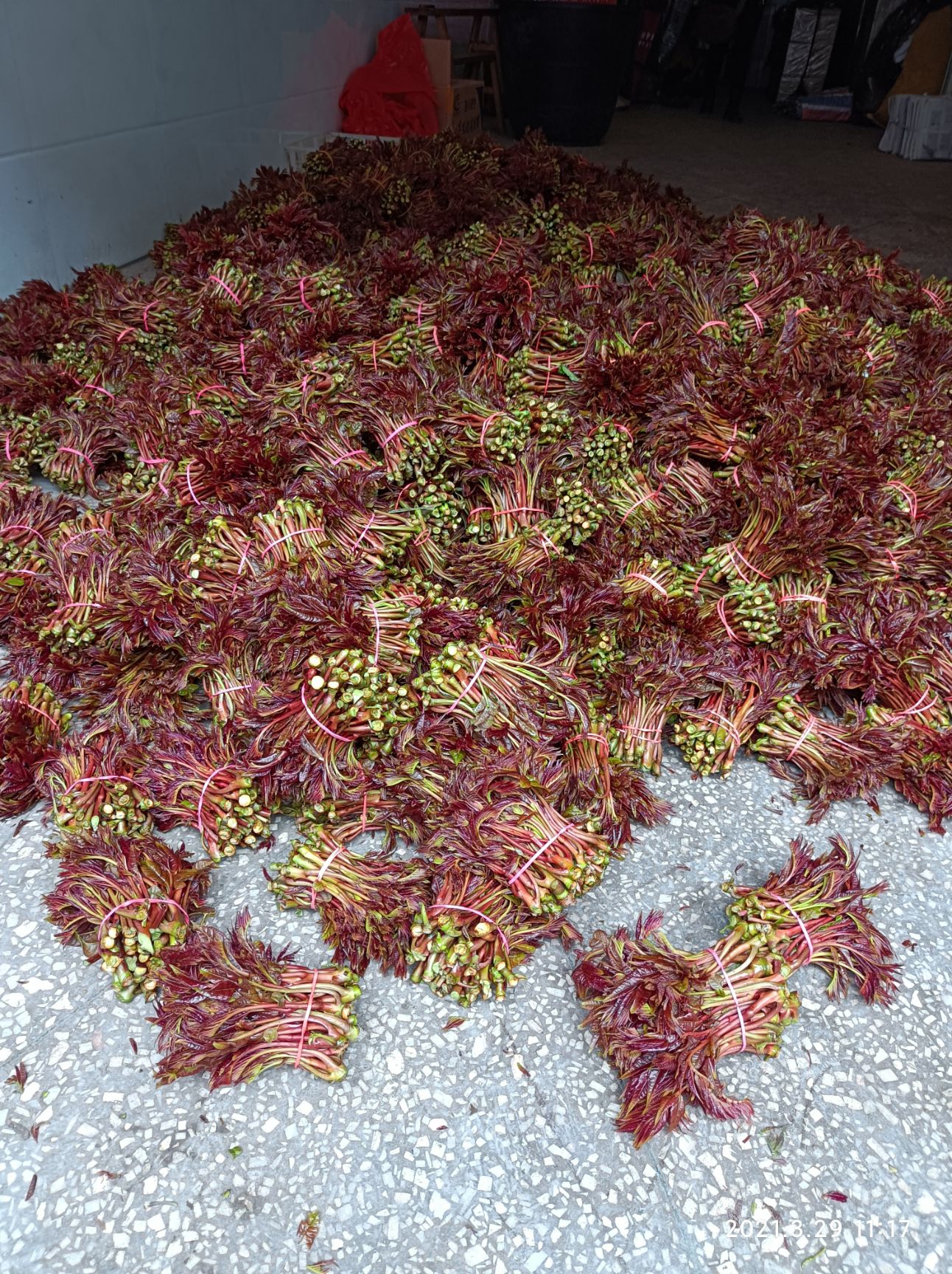 红油香椿 香椿芽