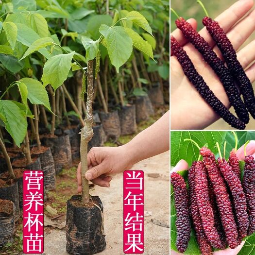 灵山县桑树苗 嫁接苗 容器苗 