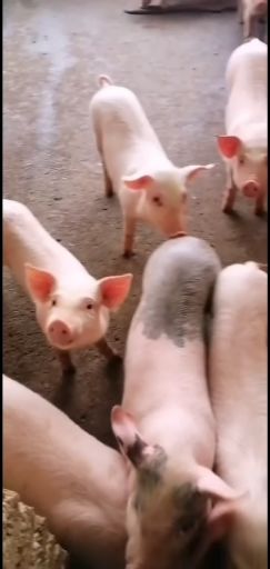 长白仔猪  长白猪苗