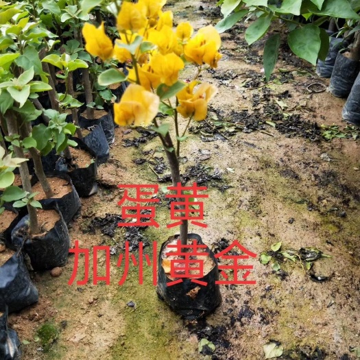 漳州柠檬黄三角梅 蛋黄20杆三角梅