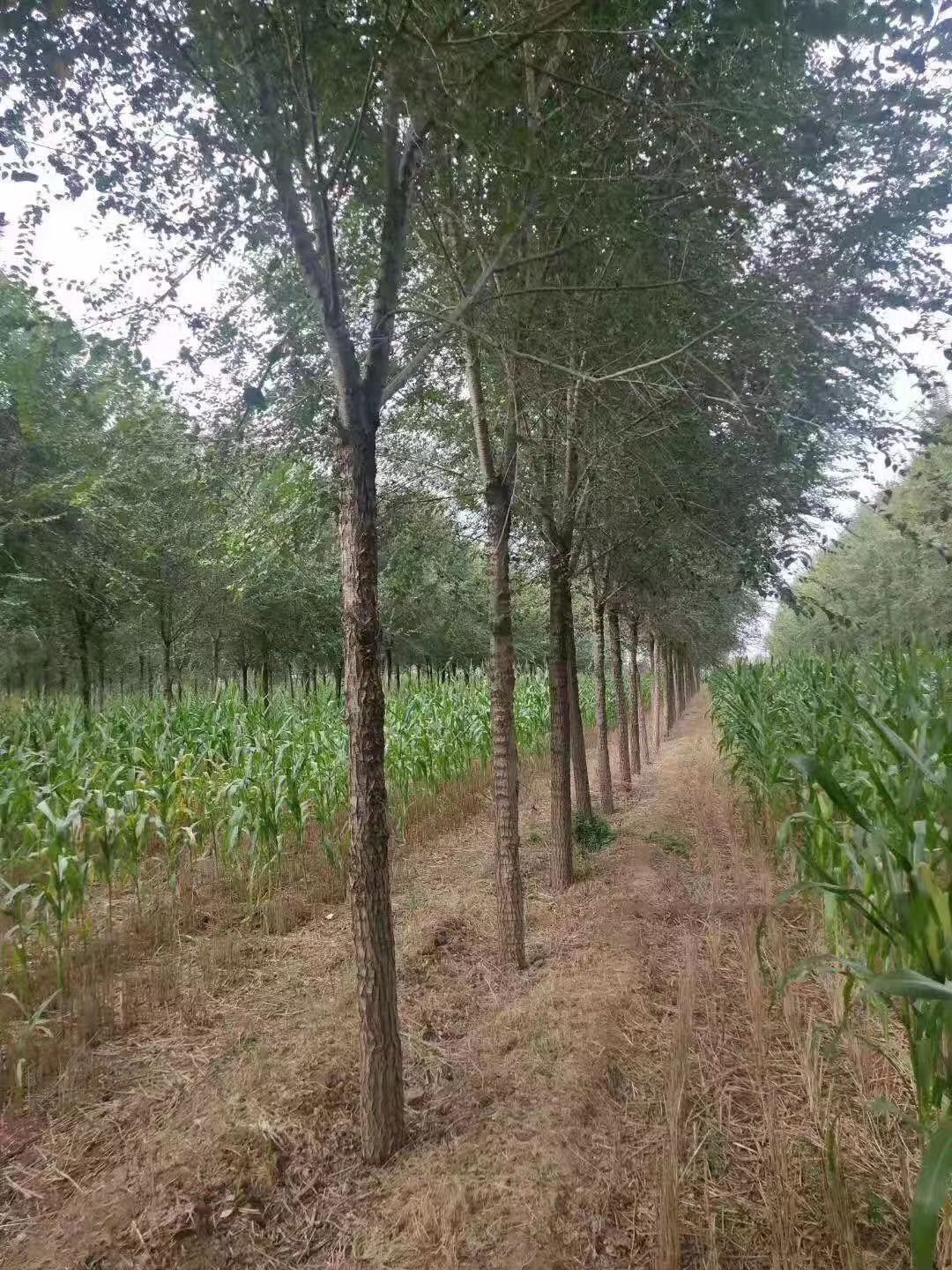 榔榆  各种规格    质量保证    售后无忧